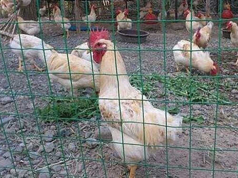 1.5x30m PVC Coated Wire Netting Fence - Image 4