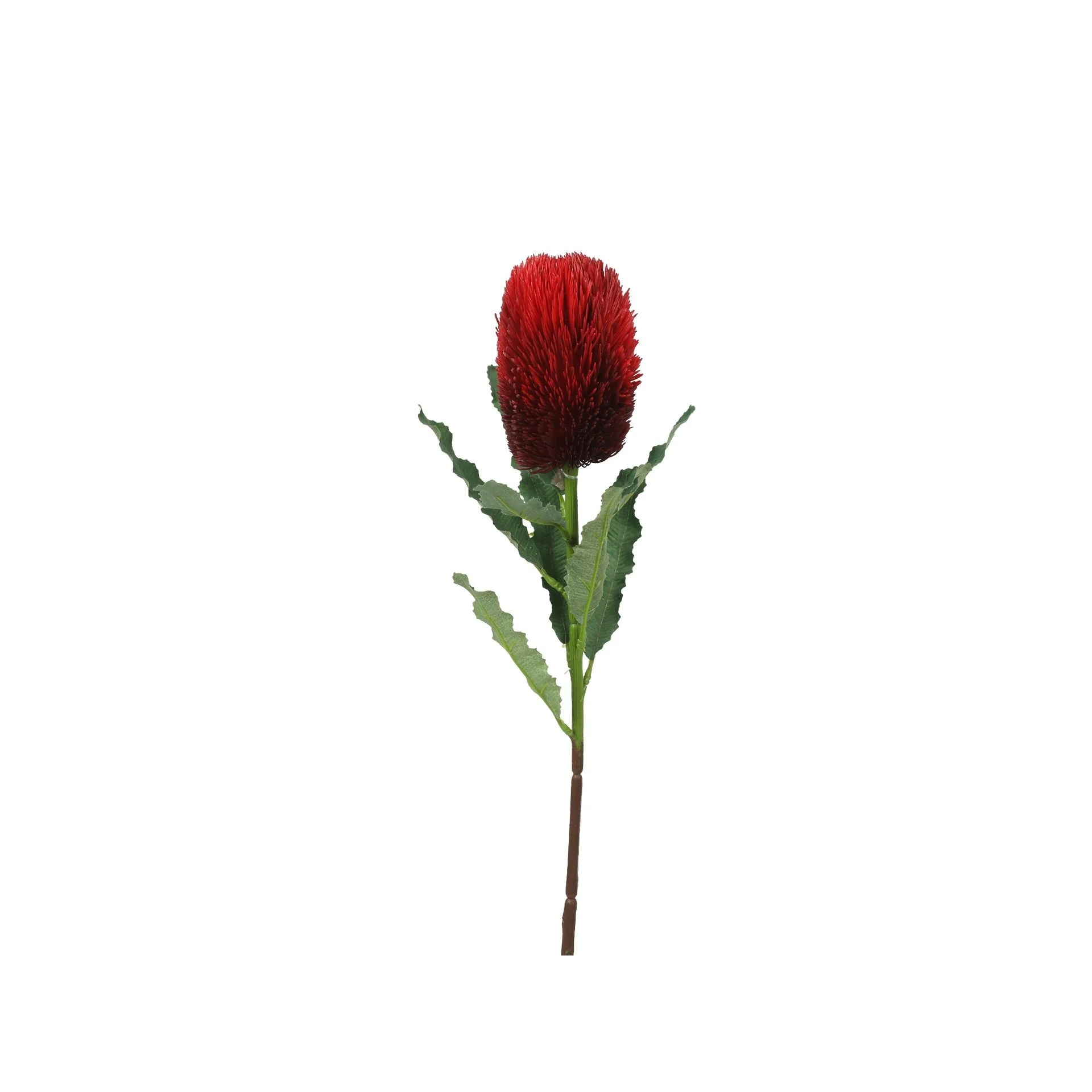Banksia Stem Deep Red 65cm