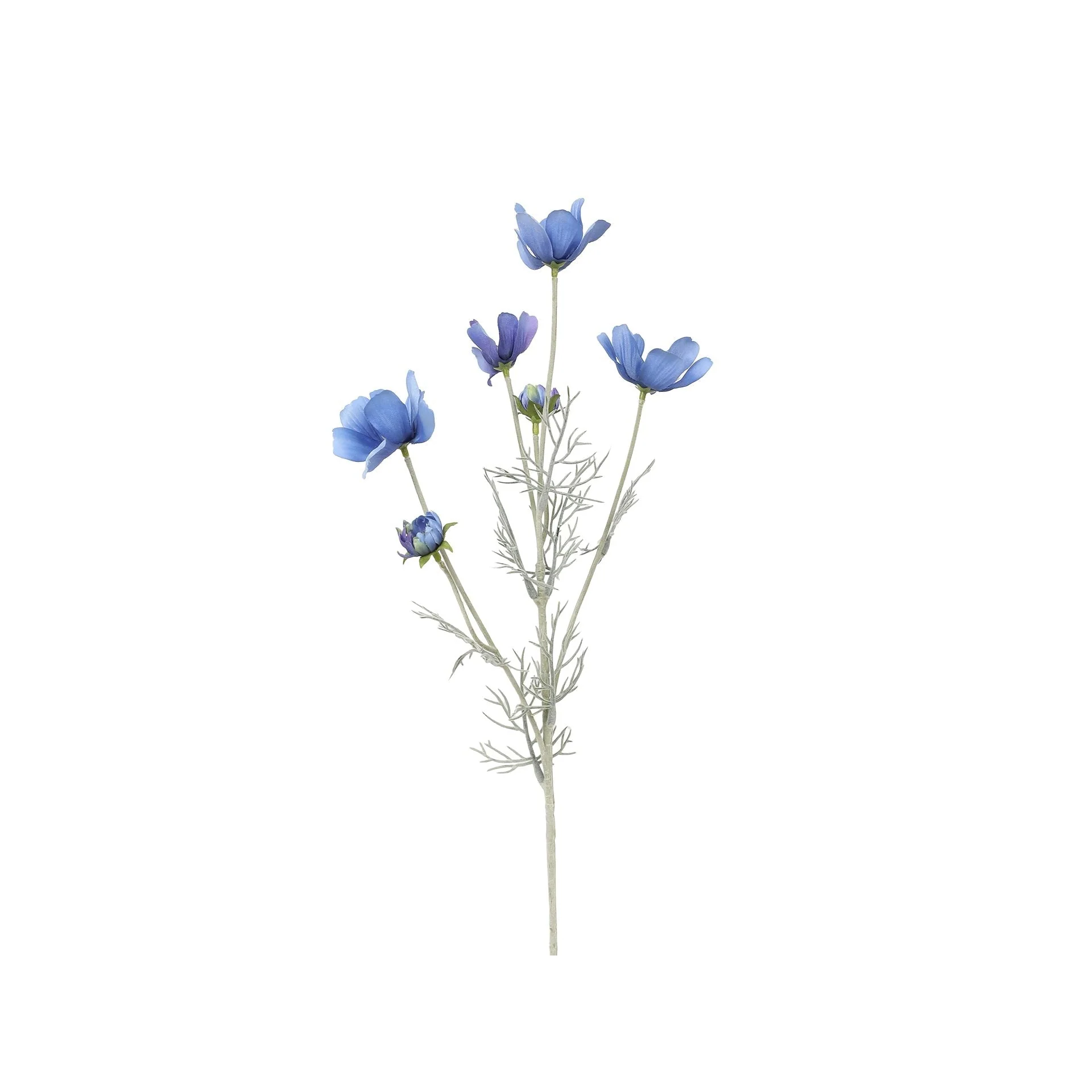 Cosmos Spray Blue 60cm