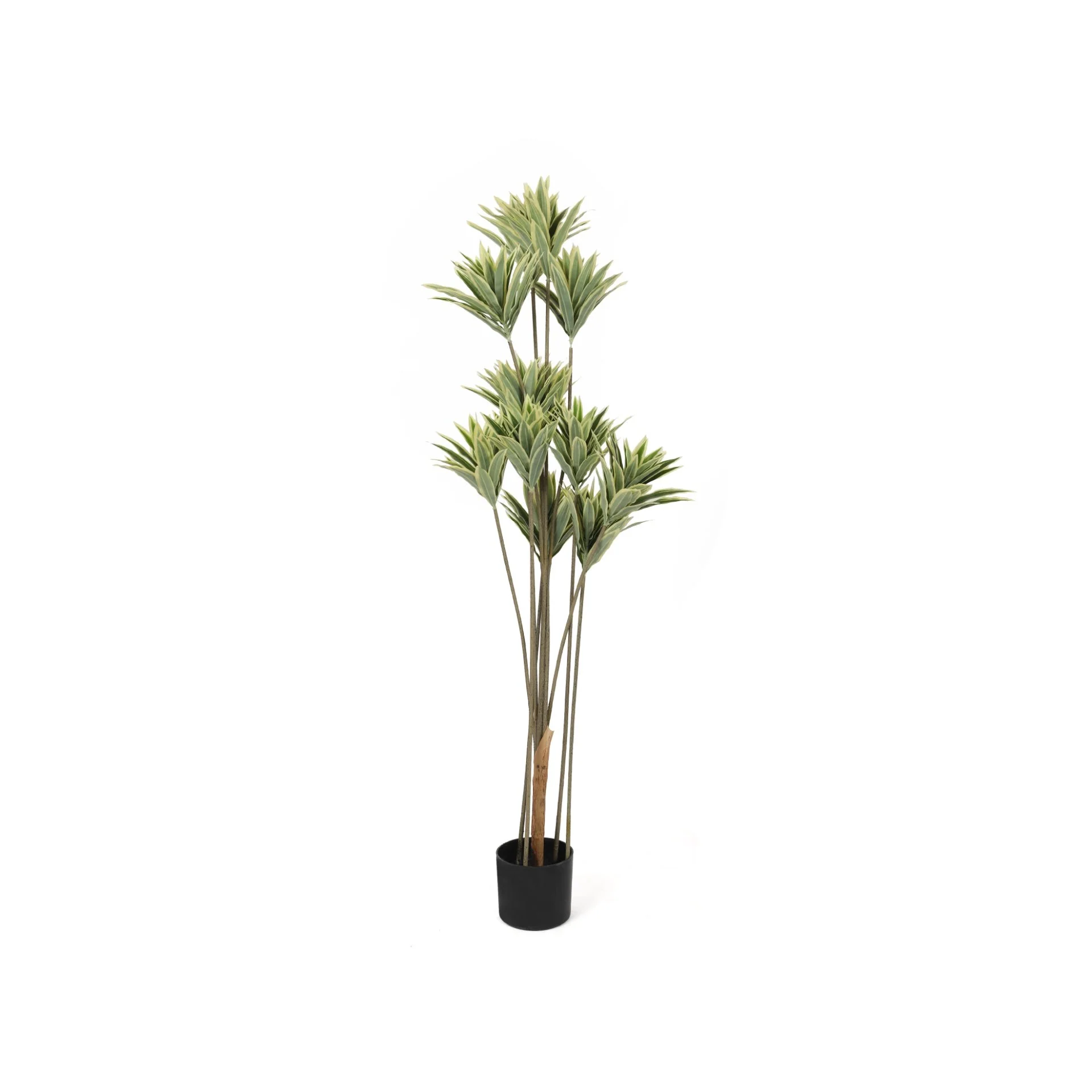 Premium Touch Real Varigated Draceana 145cm