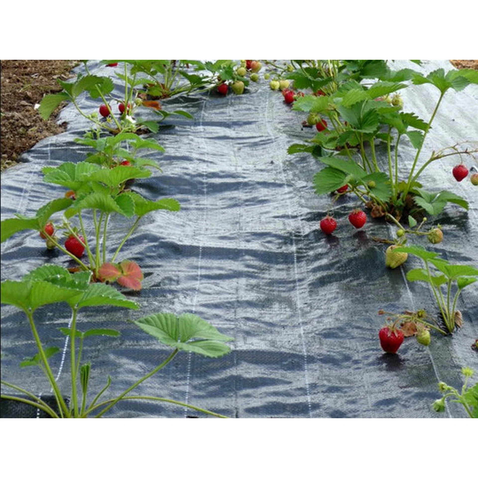Weed Mat 1m x 100m